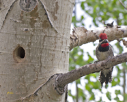 Red naped Sapsucker 3523